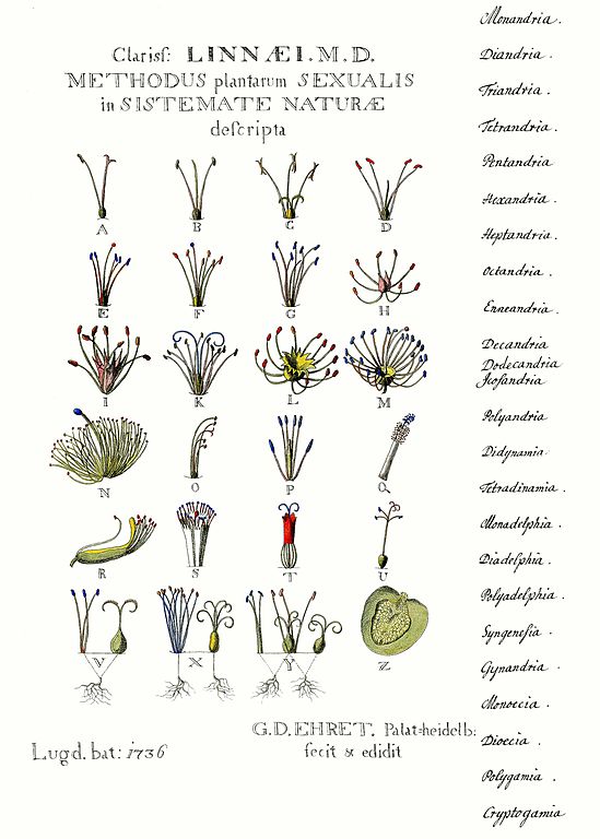 Systema Naturae